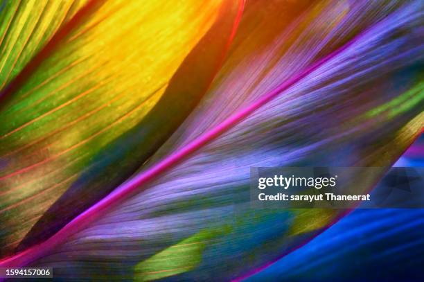 refreshing tropical forest background, colorful leaves - fern stock pictures, royalty-free photos & images