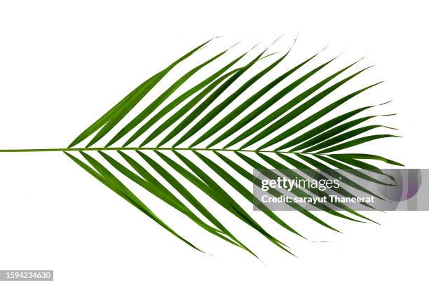 coconut leaves, white background isolates - cicadea foto e immagini stock