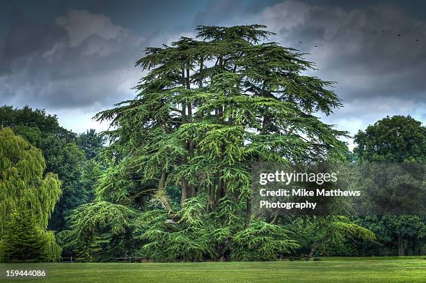 my favourite tree - leeds castle stock pictures, royalty-free photos & images