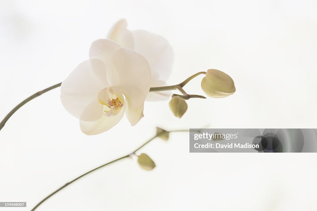 Moth orchid (Phalaenopsis)
