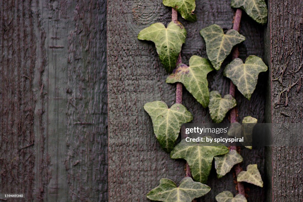 Ivy On Fence