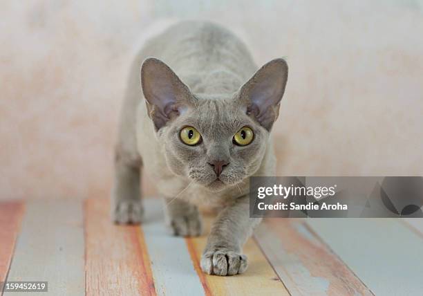 devon rex - devon rex stock pictures, royalty-free photos & images