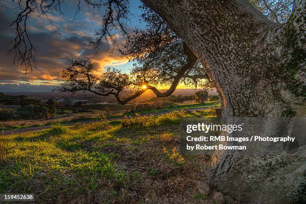 branch of light - santa rosa california stock pictures, royalty-free photos & images