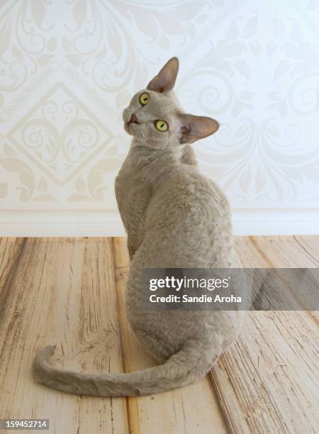 devon rex - devon rex stock pictures, royalty-free photos & images