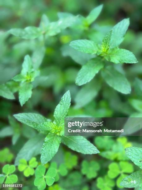 mint - menta verde foto e immagini stock