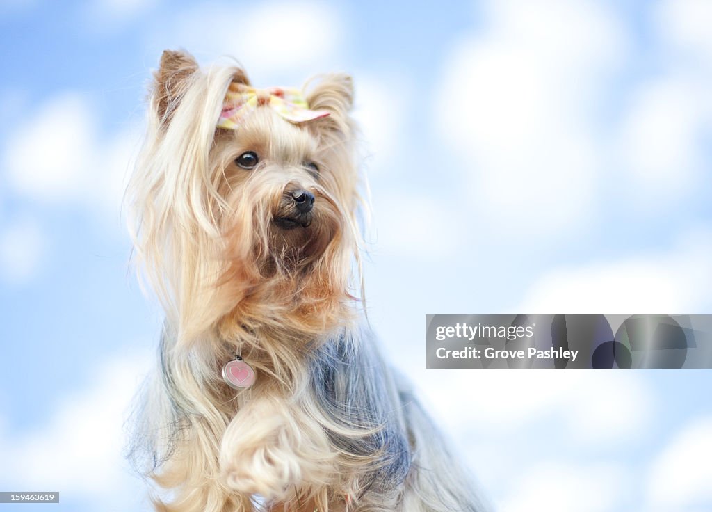 Small hairy dog against cloudy sky