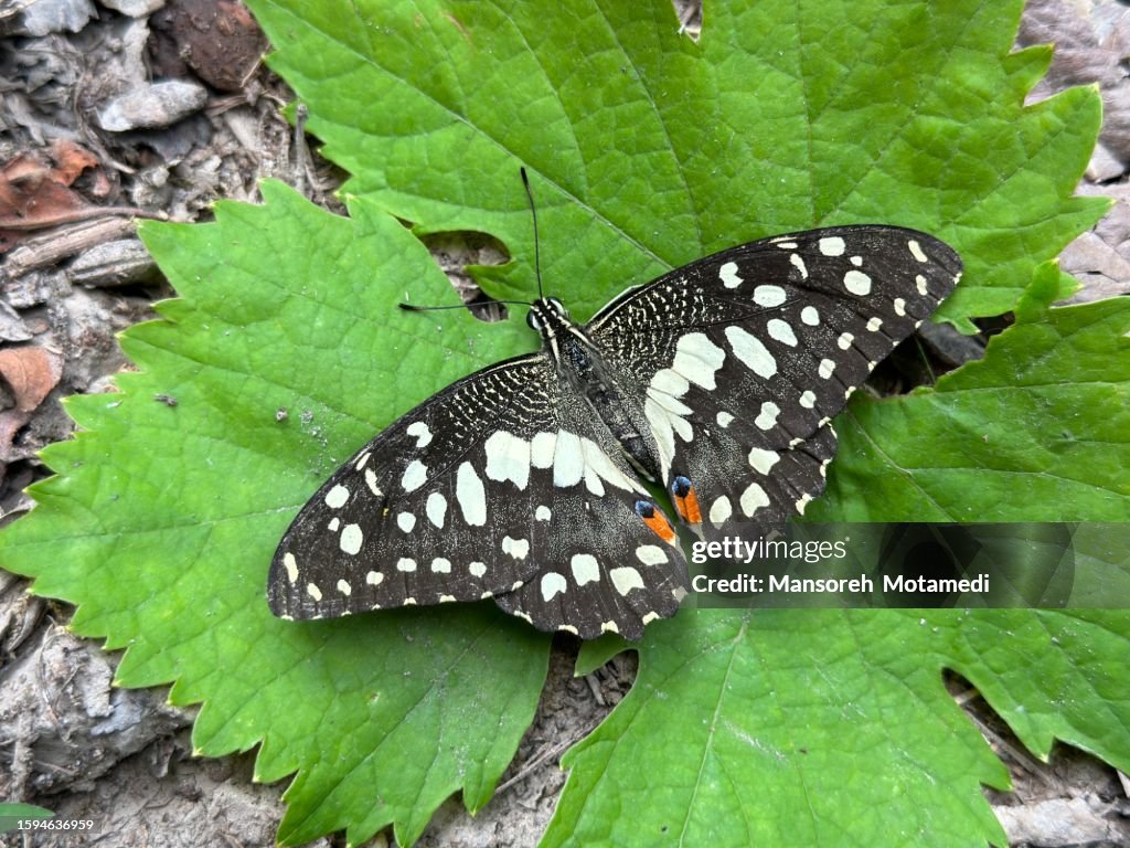 Beautiful butterfly