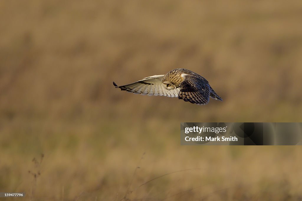 Short-eared Owl (Asio flammeus)