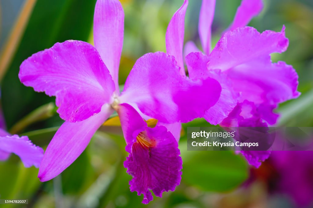 Beautiful Orchid in Purple Tones. Elegance in Bloom: Cattleya Labiata