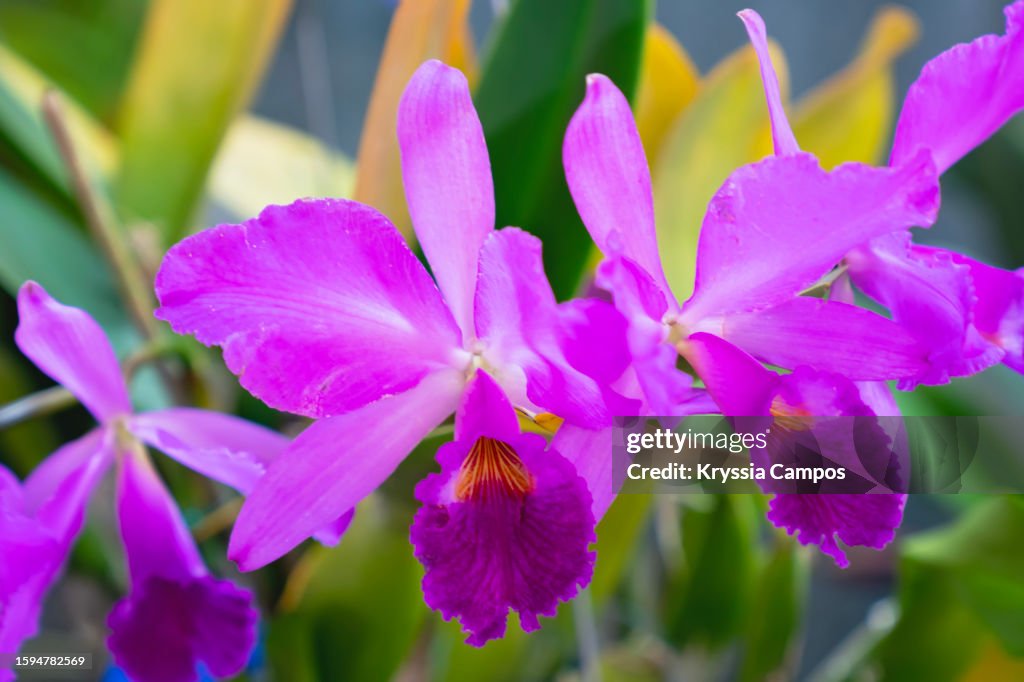 Beautiful Orchid in Purple Tones. Elegance in Bloom: Cattleya Labiata