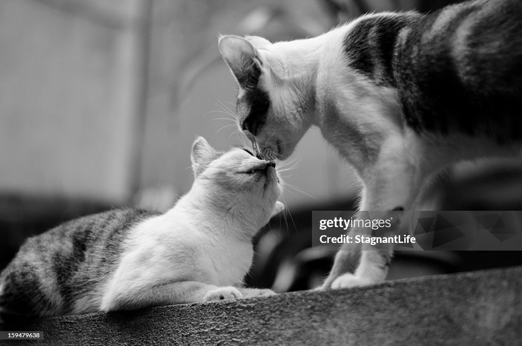 Kissing cats