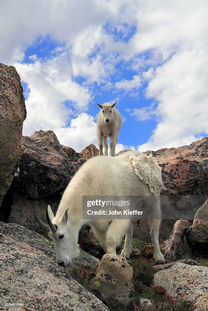 Mountain goats (Oreamnos americanus)