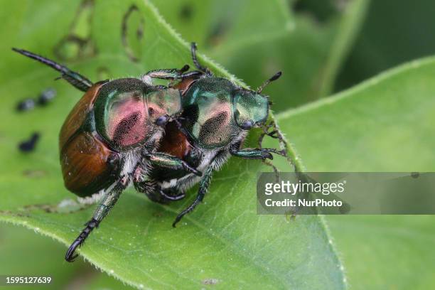 Japanese beetles mating in Markham, Ontario, Canada, on August 06, 2023.