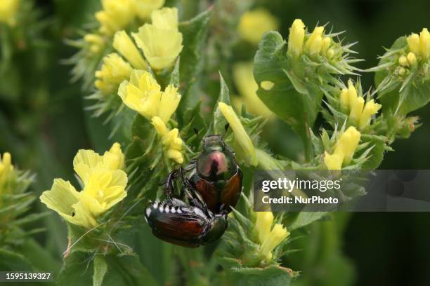 Japanese beetles mating in Markham, Ontario, Canada, on August 06, 2023.