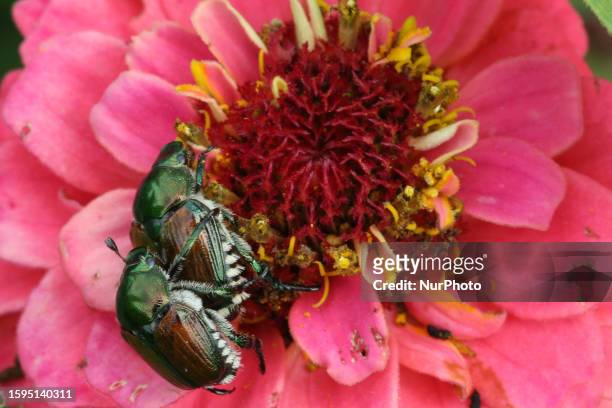 Japanese beetles mating on a flower in Markham, Ontario, Canada, on August 06, 2023.
