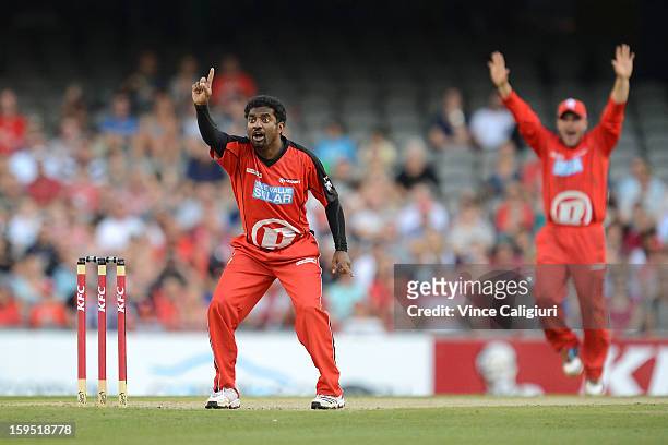 Muttiah Muralitharan appeals for lbw unsuccessfully during the Big Bash League Semi-Final match between the Melbourne Renegades and the Brisbane Heat...