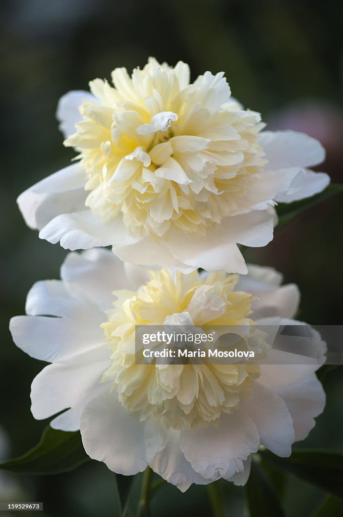 Two peony (Paeonia lactiflora) flowers in a garden