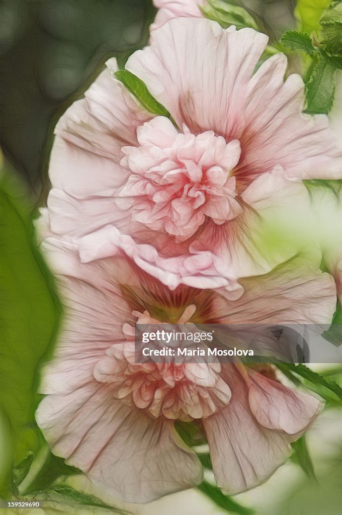 Blossoming hollyhock flowers in a summer garden