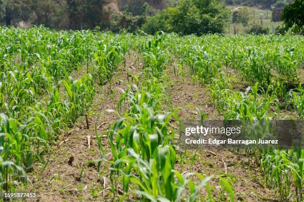 Milpa Field Rotation 751 Planted Corn Stock Photos, High-Res Pictures, and Images - Getty Images