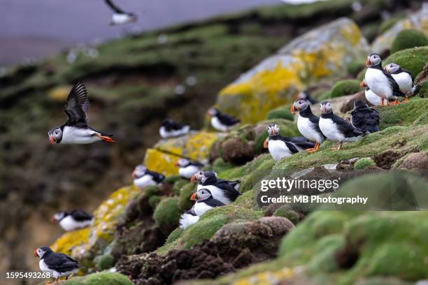 atlantic puffins in fair isle - atlantic puffin stock pictures, royalty-free photos & images