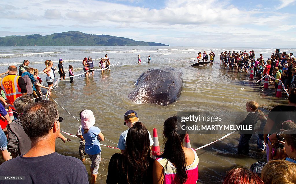 NZEALAND-ANIMAL-WHALE