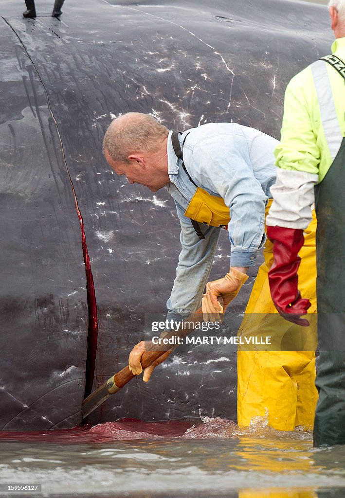 NZEALAND-ANIMAL-WHALE