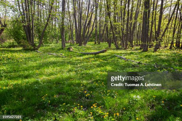 trees and wild flowers at a lush grove along the nature trail at the nåtö nature reserve in åland islands, finland, on a sunny day in spring. - grove stock pictures, royalty-free photos & images