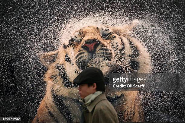 Man walks past a photograph by Tim Flach at the London Art Fair held in the Business Design Centre on January 16, 2013 in London, England. The London...