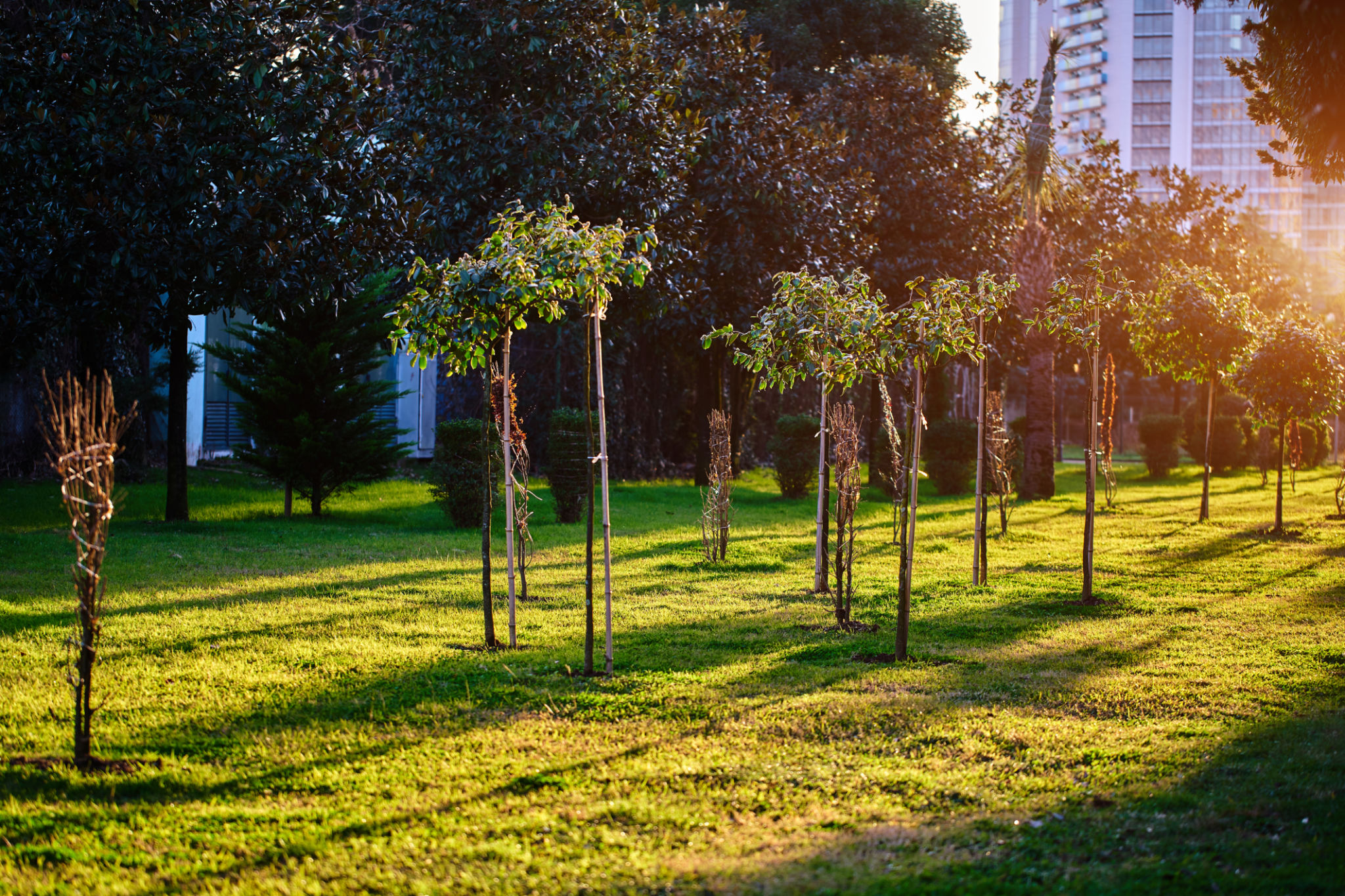 urban tree planting