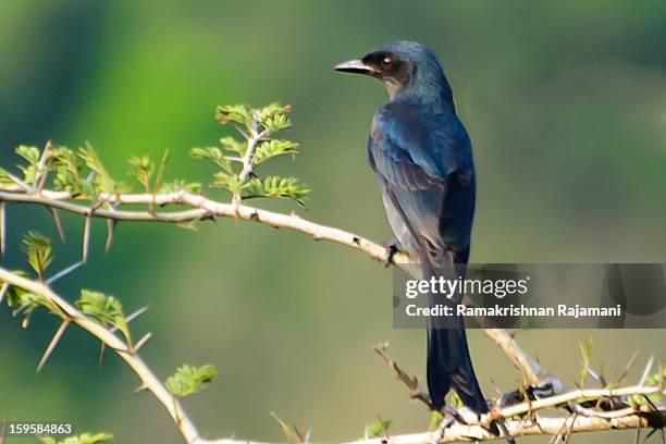 Dront Bird 173 Fork Tailed Drongo Stock Photos, High-Res Pictures, and Images ...