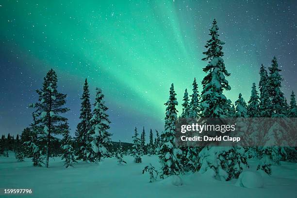 aurora in a frozen forest in  kiruna, sweden - aurora borealis kiruna stockfoto's en -beelden