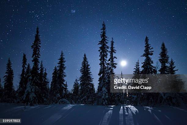 frozen forest in moonlight, kiruna, sweden - moonlight stock-fotos und bilder