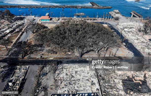 Lahaina, Maui, Thursday, August 11, 2023 - The iconic Banyan tree stands among the rubble of burned buildings days after a catastrophic wildfire...