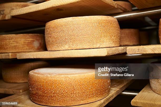 wheels of cheese aging in shop - käselaib stock-fotos und bilder