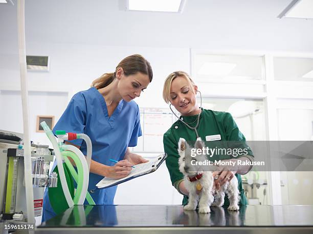 vet and veterinary nurse wearing stethoscope examining small dog in veterinary surgery practice, vet making notes on clipboard - west highland white terrier stock pictures, royalty-free photos & images
