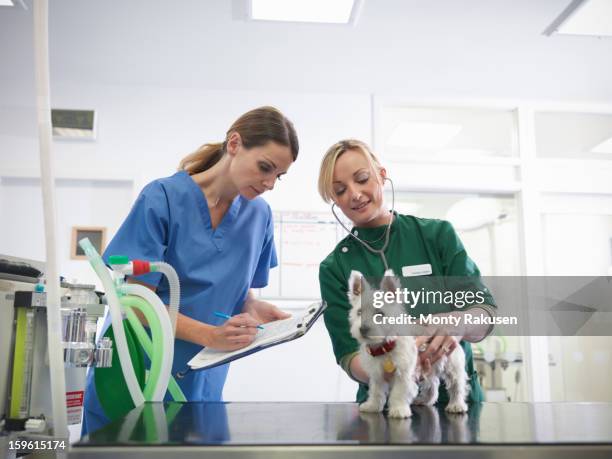 vet and veterinary nurse wearing stethoscope examining small dog in veterinary surgery practice, vet making notes on clipboard - photos of westies stock pictures, royalty-free photos & images