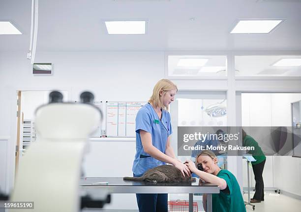 veterinary nurses examining cat on table in veterinary practice - veterinarian background stock pictures, royalty-free photos & images