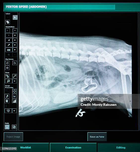 xray image of dog with plastic duck inside - abdomen xray stock pictures, royalty-free photos & images