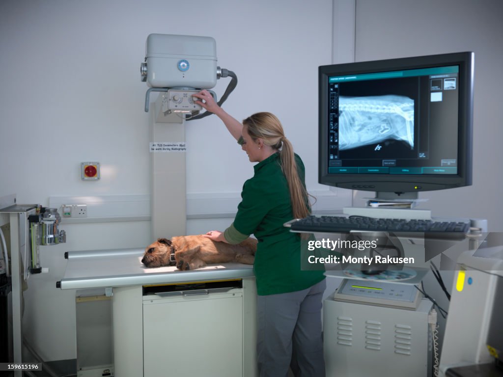 Veterinary nurse performing xray of dog in veterinary surgery.  Xray image of dog on computer screen showing plastic duck inside