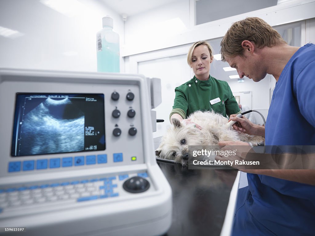 Veterinary nurse performing ultrasound on dog in veterinary surgery. Image on computer screen in foreground