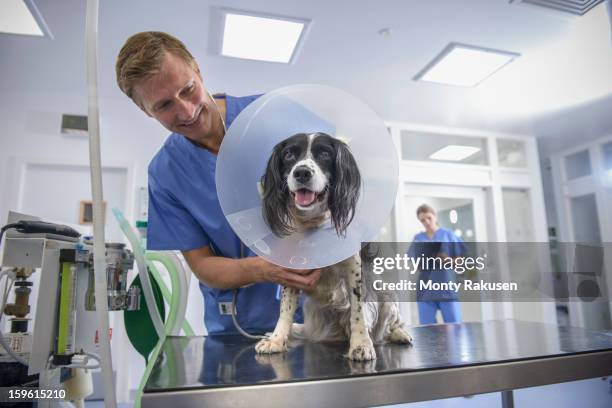 vet holding dog wearing medical protective collar on table in veterinary surgery - clinique vétérinaire photos et images de collection