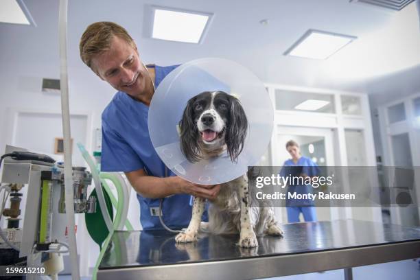 vet holding dog wearing medical protective collar on table in veterinary surgery - elizabethan collar stock pictures, royalty-free photos & images