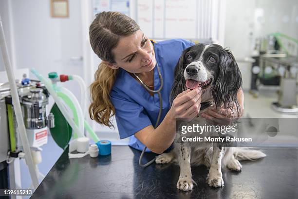 portrait of veterinary nurse with dog on table in veterinary surgery - animal hospital - fotografias e filmes do acervo