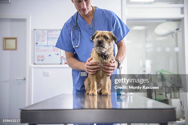 portrait of vet holding dog on table in veterinary surgery - dierenarts stockfoto's en -beelden