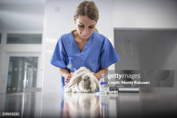 Rabbit In Vets Rabbit Vet Photos and Premium High Res Pictures - Getty Images