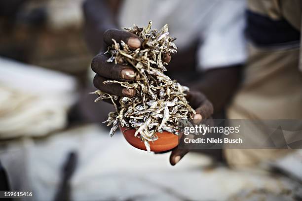 hands holding a cup of kapenta fish - nyanza province stockfoto's en -beelden