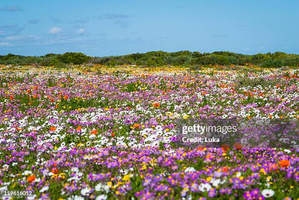 field of flowers in rural landscape - flor silvestre fotografías e imágenes de stock