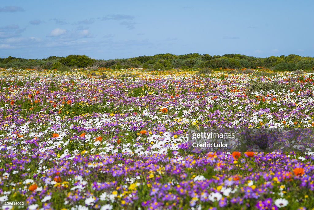 Field of flowers in rural landscape
