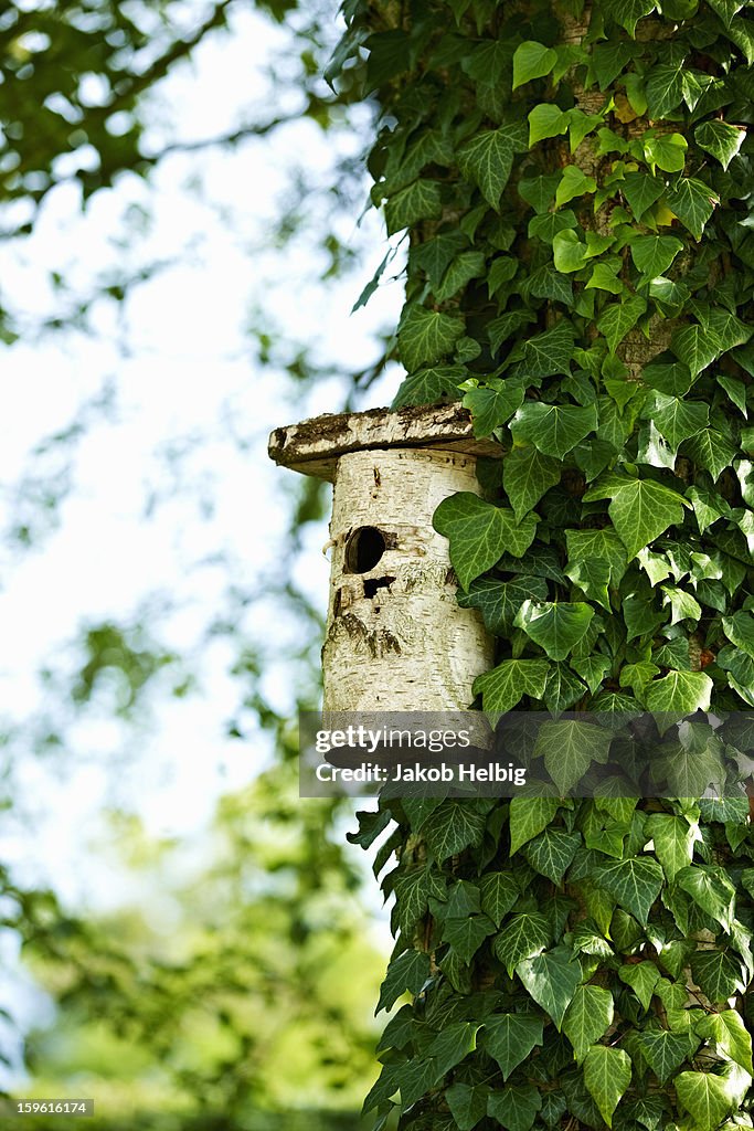 Birdhouse on ivy tree in backyard
