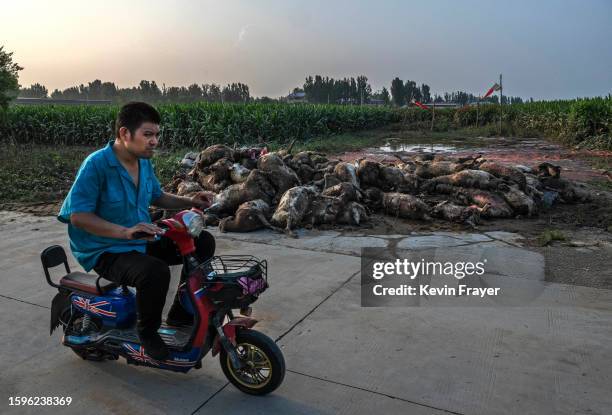 Man rides his scooter by a pile of dead sheep and other animals that drowned in floodwaters, at a farm after water receded on August 5, 2023 near...
